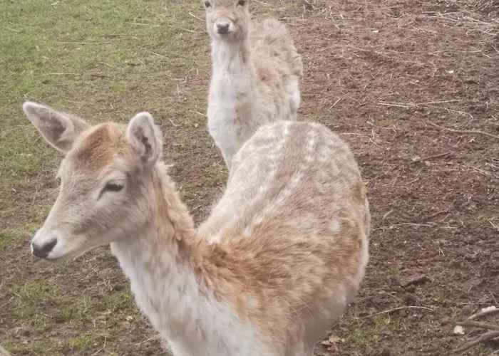 Scheunendomizil * Laudesfeld